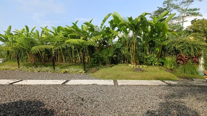 Lush tropical garden with green banana trees and ferns under a clear blue sky. Beautiful natural landscape for summer, environment, and outdoor themes © Jassem