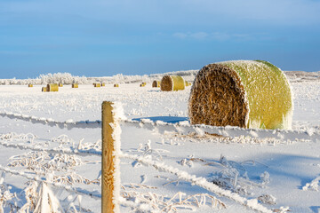 Hoarfrost on the fence, barbed wire, and hay bales © Gelu Popa