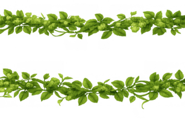Green hops vines forming a decorative border, fresh foliage with hop cones and leaves, transparent background