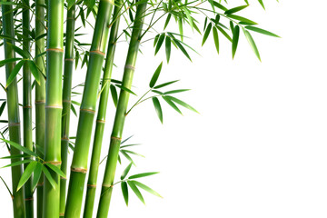 Obraz premium Bamboo Plants with Green Stalks and Leaves
