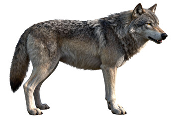 Obraz premium Gray Wolf Standing in Natural Environment