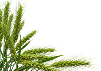 Young, dewy, light green unripe wheat ears and slender stalks forming a natural border on a seamless transparent studio background with upper right copy space, natural growth concept