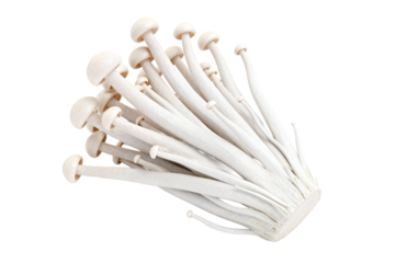 Enoki Mushrooms, Edible Fungi for Culinary Use