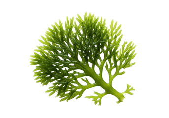 Vibrant deep emerald green marine algae, delicate fractal structure, translucent fronds, macro shot on transparent background with copy space, high-key studio light, concept of natural wonder