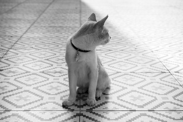 This black-and-white photo captures the moment when a cat looks at the world with a calmness that only curious creatures possess.