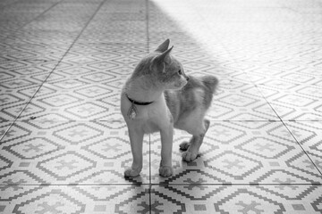 This black-and-white photo captures the moment when a cat looks at the world with a calmness that only curious creatures possess.