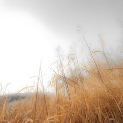 Golden dry grass stalks swaying gently in the breeze against a bright, overcast sky