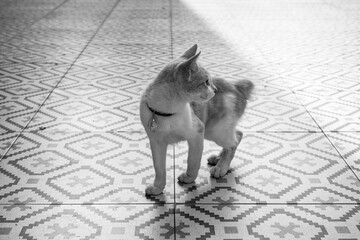 This black-and-white photo captures the moment when a cat looks at the world with a calmness that only curious creatures possess.