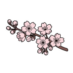 Delicate pink cherry blossoms on a branch