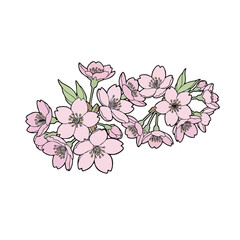 Beautiful pink cherry blossoms on black background