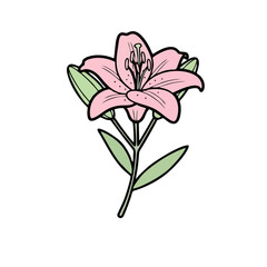 Beautiful pink lily flower with green leaves on black background