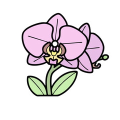 Vibrant pink orchid with green leaves on black background