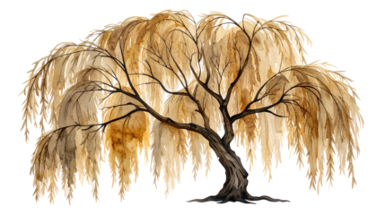 Watercolor depiction of a weeping tree with draping golden foliage