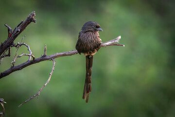 Magpie Shrike perched on a branch