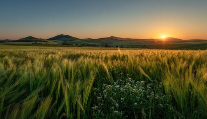 Golden sunset casts a warm glow over a verdant field and rolling hills
