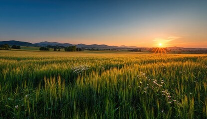 Golden hour illuminates a vibrant wheat field, with distant hills and blue sky