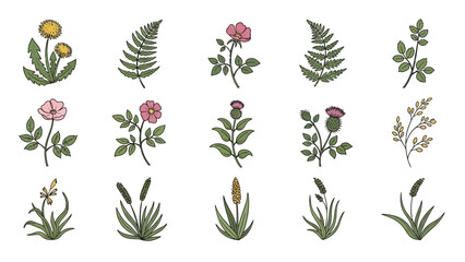 Naklejka premium Various plants and flowers are arranged in rows on a white background for illustration purposes in a botanical setting from a side view.