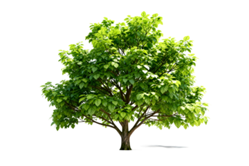 Lush Green Leafy Tree Isolated on White Background