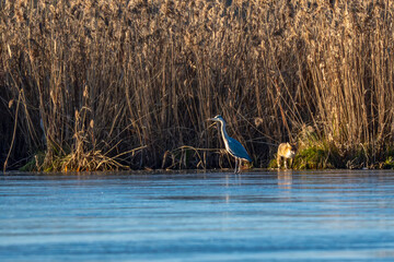 ein Graureiher und ein Fuchs auf einer Eisfl&auml;che