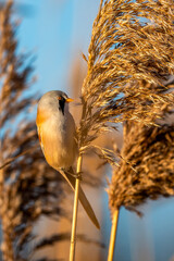 eine Bartmeise auf einem Schilfgras
