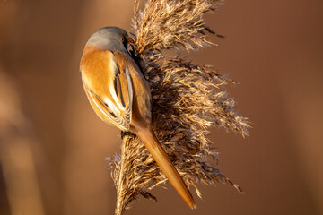 eine Bartmeise auf einem Schilfgras