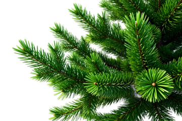 Close - up of green pine tree branches with needles