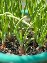 spring onions in a basket
