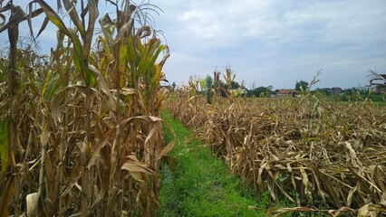 Dry cornfield with withered maize plants and a narrow green path, showing crop stress and drought conditions in a rural farming area.