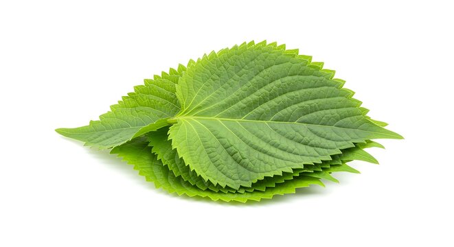 Fresh Vibrant Green Perilla Leaves with Serrated Edges Isolated on Clean White Background for Culinary and Decorative Use