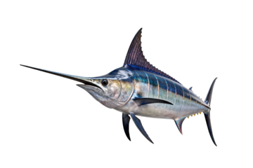 Marlin Fish with Long Bill and Fin