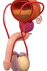 Color-Coded Medical Illustration of Male Reproductive System with Internal and External Organs