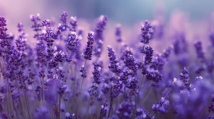 Obraz premium Blurred Lavender Field Background with Purple Violet Soft Focus.