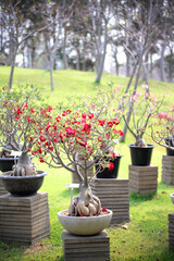 Coloful adenium obesum  blossom in pot on green grass garden background
