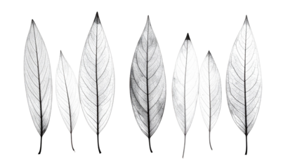 Grayscale rendering of several translucent leaves against a black background