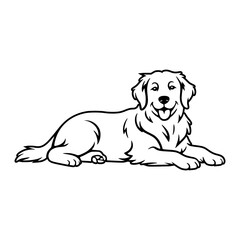 Golden Retriever Laying