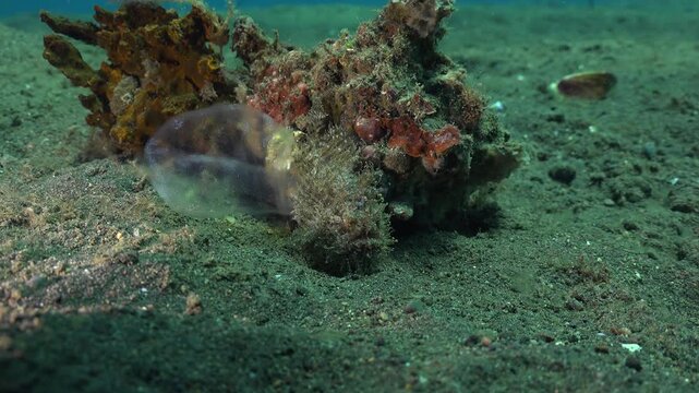 Hairy frogfish (Antennarius striatus) remains stationary while an egg mass slowly emerges from the cloaca without a visible partner, indicating solitary spawning behavior.
