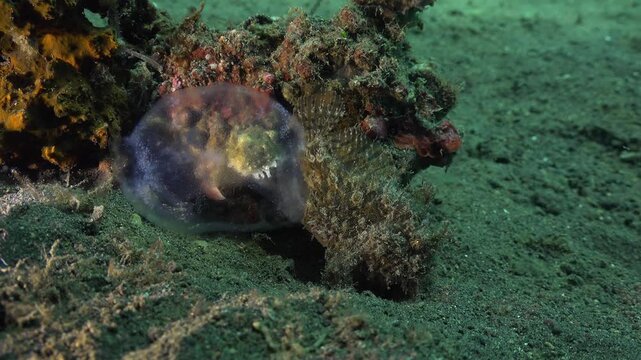 Hairy frogfish (Antennarius striatus) seen from the right side releases a gelatinous egg ribbon from the cloaca while remaining motionless, with no partner present. The egg ribbon slowly increases in 