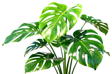 Naklejka premium Monstera Deliciosa Plant with Large Green Leaves