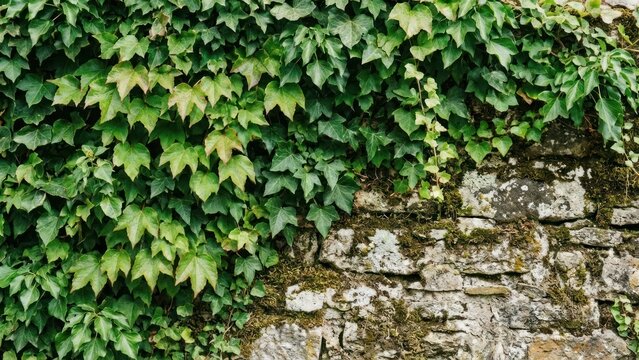 Green Ivy Leaves Growing On Old Stone Wall For Natural Texture Background