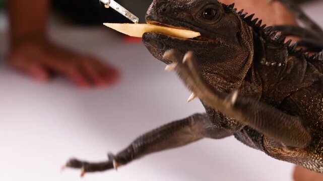 Close-up of a Sailfin Dragon Lizard Eating a Piece of Fruit