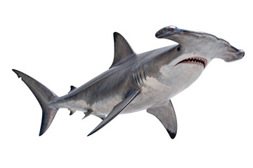 Fototapeta premium Close-up of a Great Hammerhead Shark