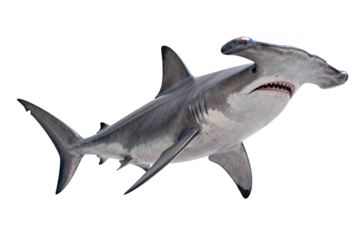 Close-up of a Great Hammerhead Shark