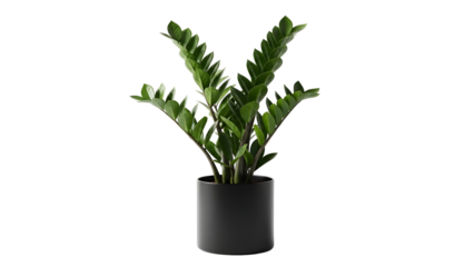 Potted green plant with glossy leaves on transparent background