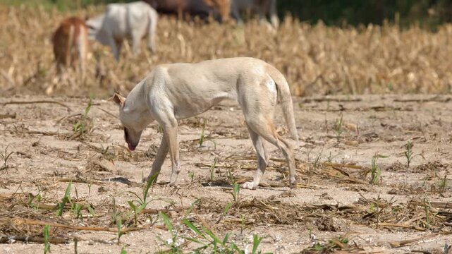 White Stray Dog Standing in Dry Farm Field in Khao Yai