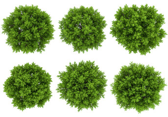 Obraz premium Six Lush Green Trees Displaying Dense Foliage from a Bird's-Eye View