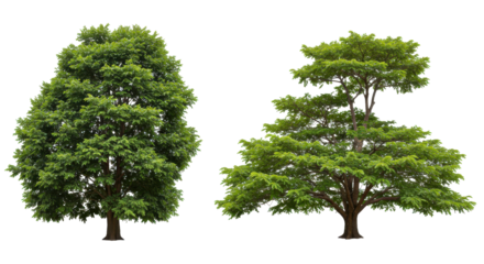 Two Lush Green Trees with Distinct Canopy Shapes and Textured Bark