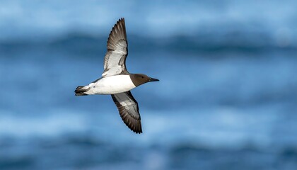 Guillemot bird flying over the ocean with wings spread wide.