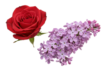 Crimson Rose Bloom and Lilac Cluster, Floral Duo with Delicate Petals