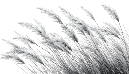 Silvery, feathery plumes sway gently against a stark black backdrop
