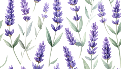 Purple lavender flowers with green leaves on black background